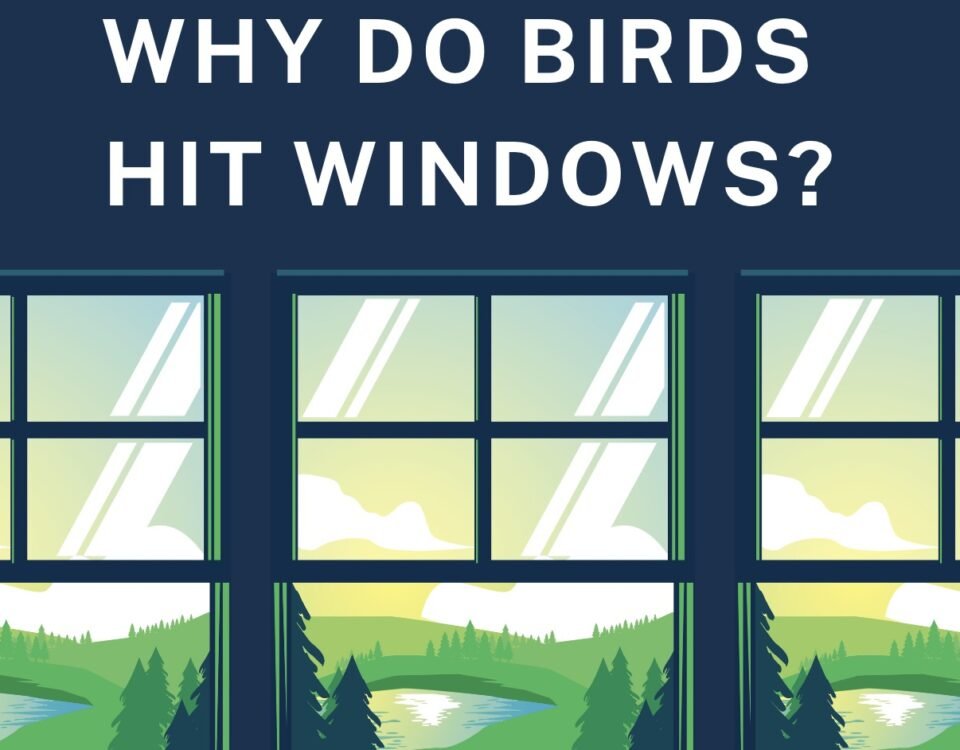 Why Birds Hit Windows?